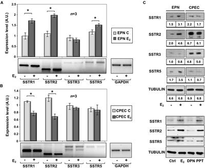 Estrogens Modulate Somatostatin Receptors Expression and Synergize With the Somatostatin Analog Pasireotide in Prostate Cells